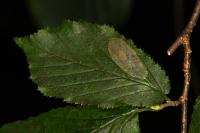 Phyllonorycter coryli