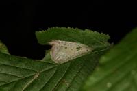 Phyllonorycter coryli