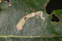 Stigmella trimaculella