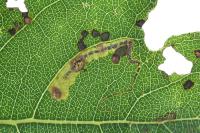 Stigmella trimaculella