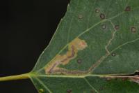 Stigmella trimaculella