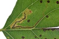 Stigmella trimaculella