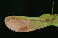 Etainia louisella