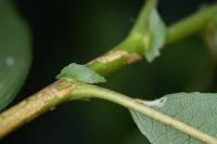 Phyllocnistis ramulicola