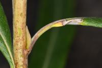 Phyllocnistis ramulicola