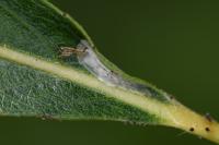 Phyllocnistis ramulicola