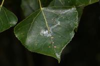 Phyllocnistis unipunctella