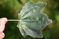 Phyllonorycter comparella