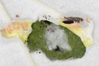 Phyllonorycter comparella