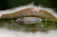 Phyllonorycter comparella