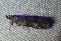 Acrobasis bithynella