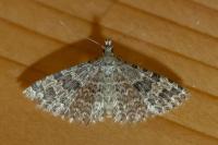 Alucita hexadactyla