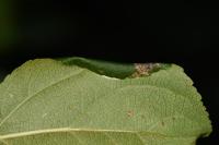 Callisto denticulella