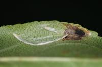 Callisto denticulella