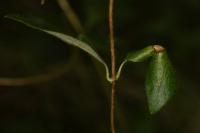 Phyllonorycter trifasciella