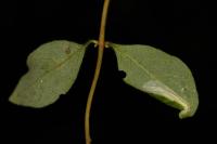 Phyllonorycter trifasciella