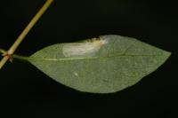Phyllonorycter trifasciella