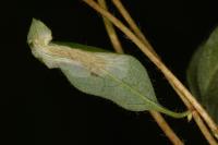 Phyllonorycter trifasciella