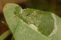Phyllonorycter trifasciella