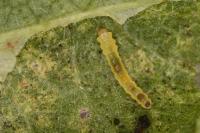 Phyllonorycter trifasciella