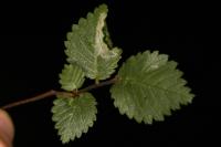 Phyllonorycter schreberella