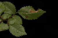 Phyllonorycter schreberella