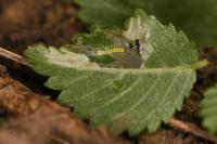 Phyllonorycter schreberella