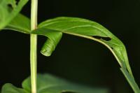 Calybites phasianipennella