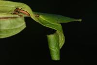 Calybites phasianipennella