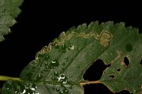 Stigmella ulmivora