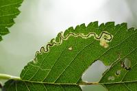 Stigmella ulmivora