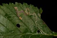 Stigmella ulmivora