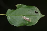 Stigmella catharticella