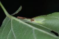 Phyllonorycter blancardella