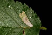 Stigmella viscerella