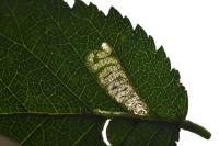 Stigmella viscerella