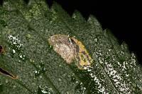 Stigmella viscerella