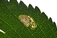 Stigmella viscerella