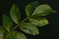 Caloptilia cuculipennella