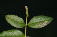 Stigmella anomalella
