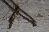 Amblyptilia acanthadactyla