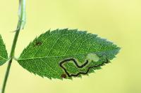 Stigmella anomalella