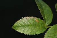 Stigmella anomalella