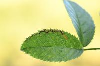 Stigmella anomalella