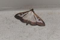Cydalima perspectalis