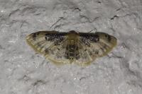 Idaea filicata