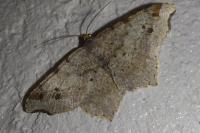 Macaria alternata