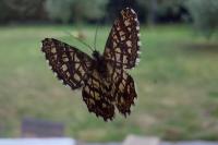 Chiasmia clathrata