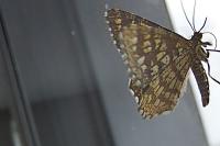 Chiasmia clathrata
