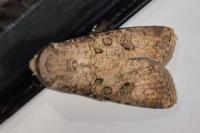 Agrotis segetum